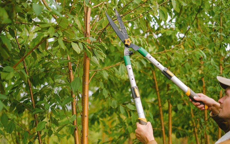Tree trimming in Palisade, NE